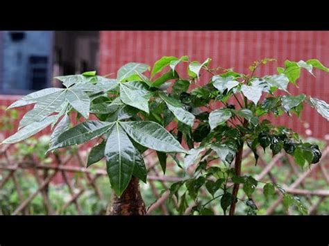 大門植物|【大門風水植物】風水入門必知！大門招財又擋煞的植物指南